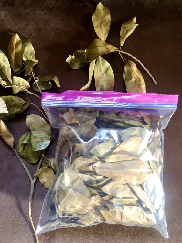 Dry Soursop / Graviola Leaves (300 Leaves)